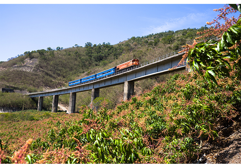 落山風 檨仔欉 老火車, 鄭立暐