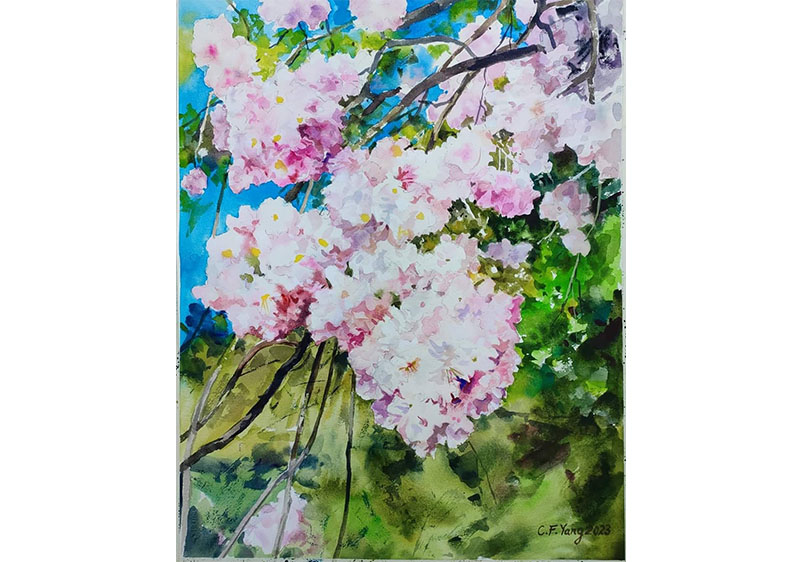 盛開的櫻花, 楊其芳